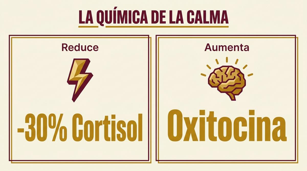 Infografía que detalla la reducción de cortisol y aumento de oxitocina durante el masaje