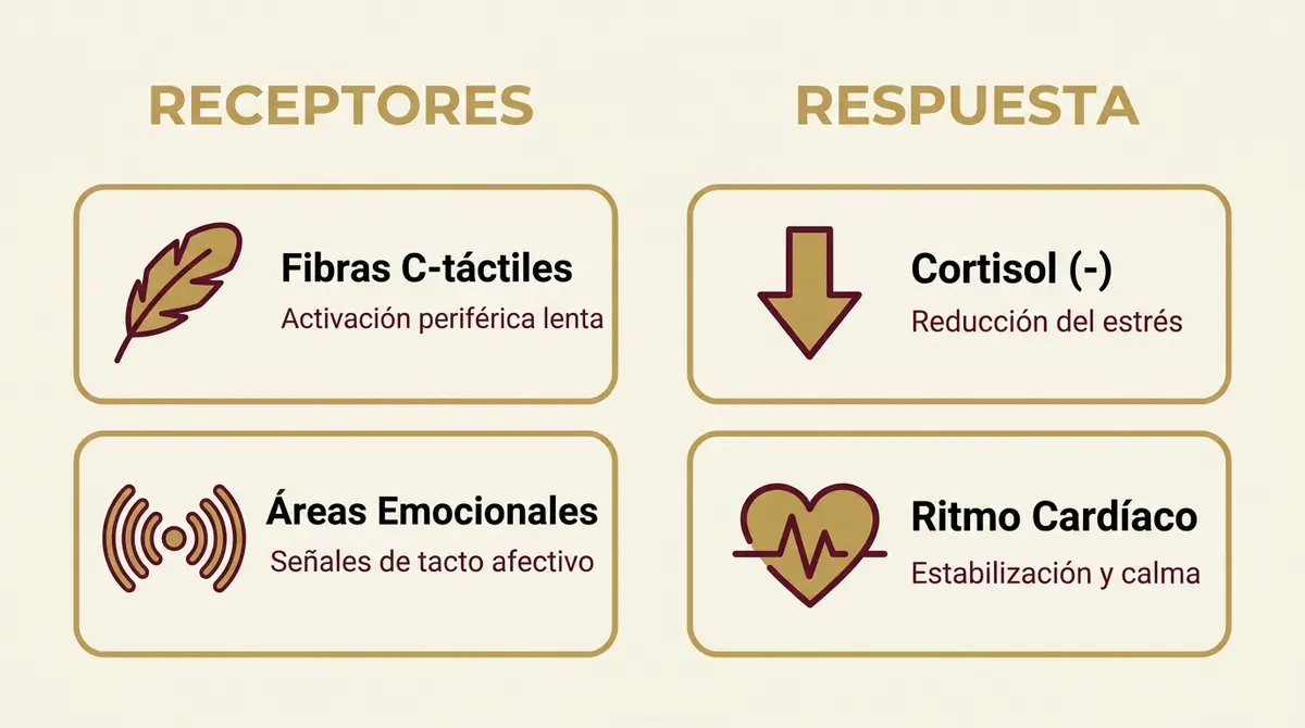Infografía sobre la respuesta del sistema nervioso ante el tacto sutil con telas